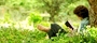 Peaceful emoticon